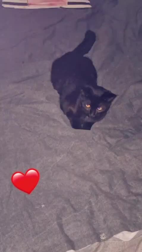 Mixed Breed cats for sale: 2 cats  - Video 4