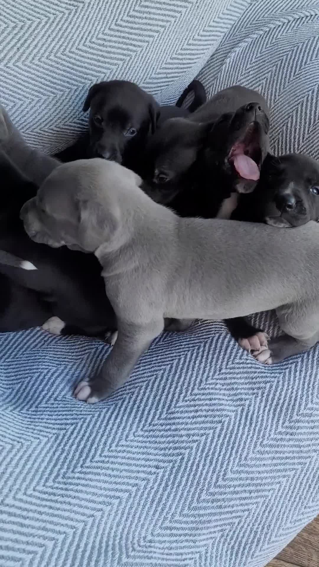 Lurcher dogs for sale: GREYHOUND X LURCHER PUPS - Video 2