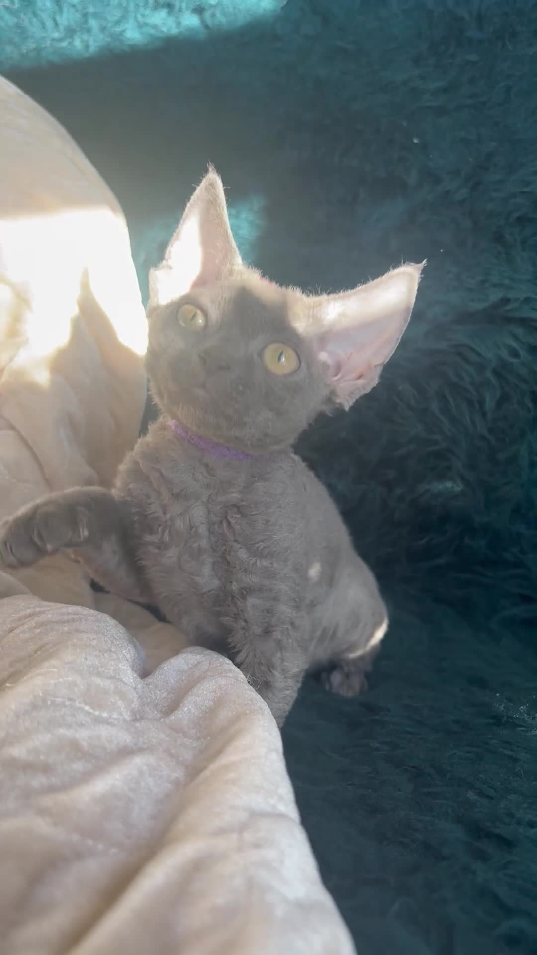 Devon Rex cats for sale: Devon Rex kittens  - Video 3