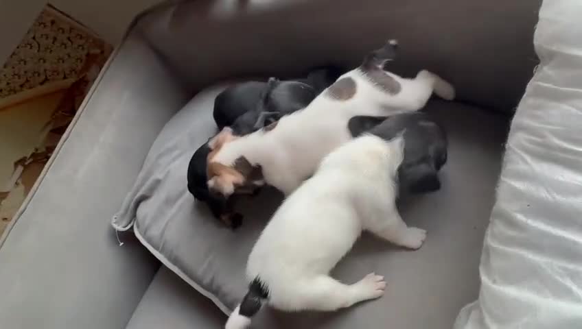 Mixed Breed dogs for sale: french bulldog x jack russell  - Video 1