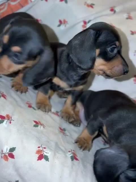 Dachshund dogs for sale:  Dachshunds 4 girls,5 boys 3 wired haired 6 smooth - Video 1