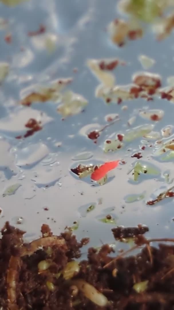 Mixed Breed invertebrates for sale: Tropical orange springtails  in Accrington - Video 1