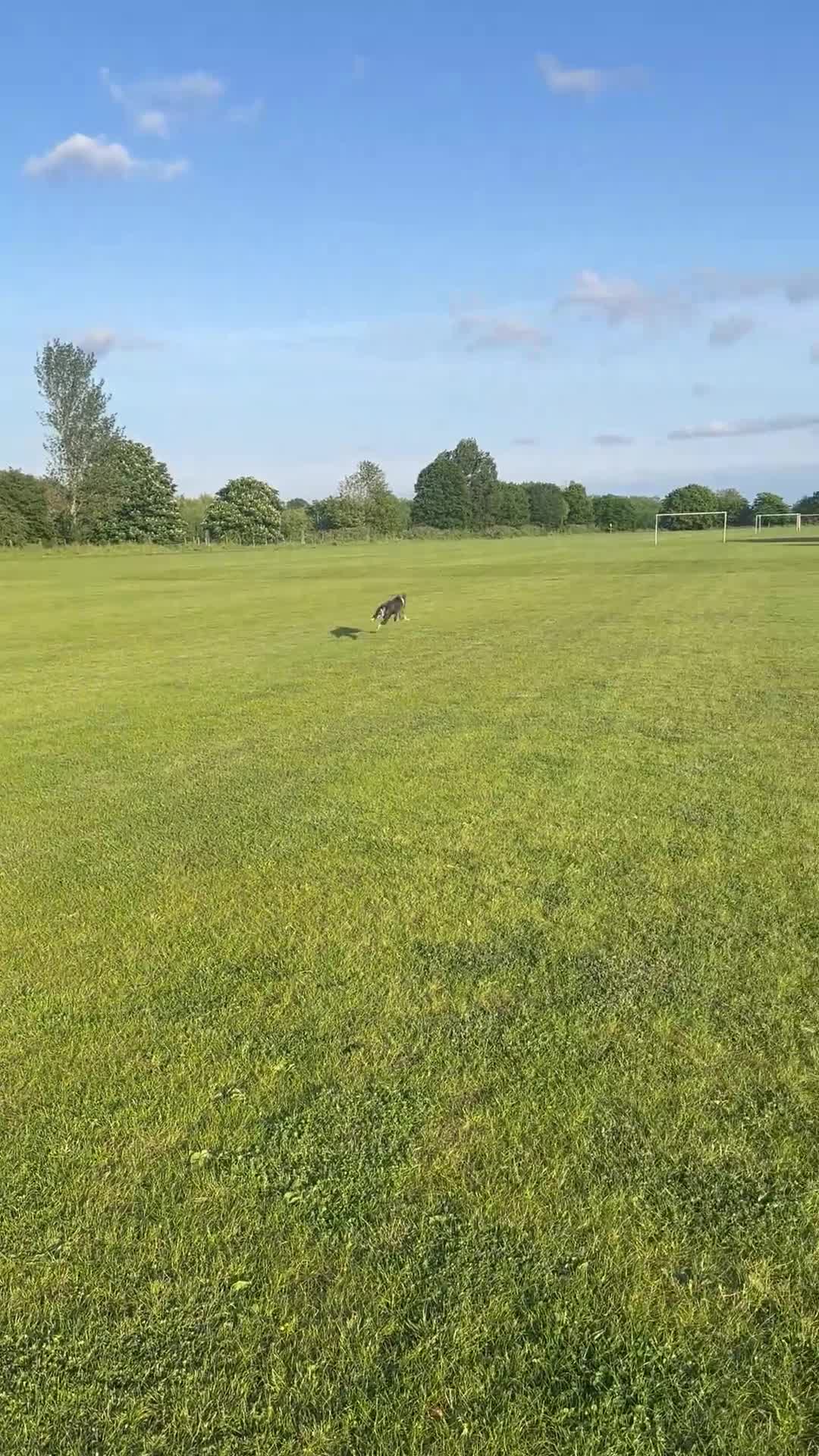 Mixed Breed dogs for sale: Lurcher Pup in Exeter - Video 1