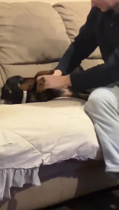 Dachshund dogs for adoption: Darling Suki seeking her forever home - Video 3