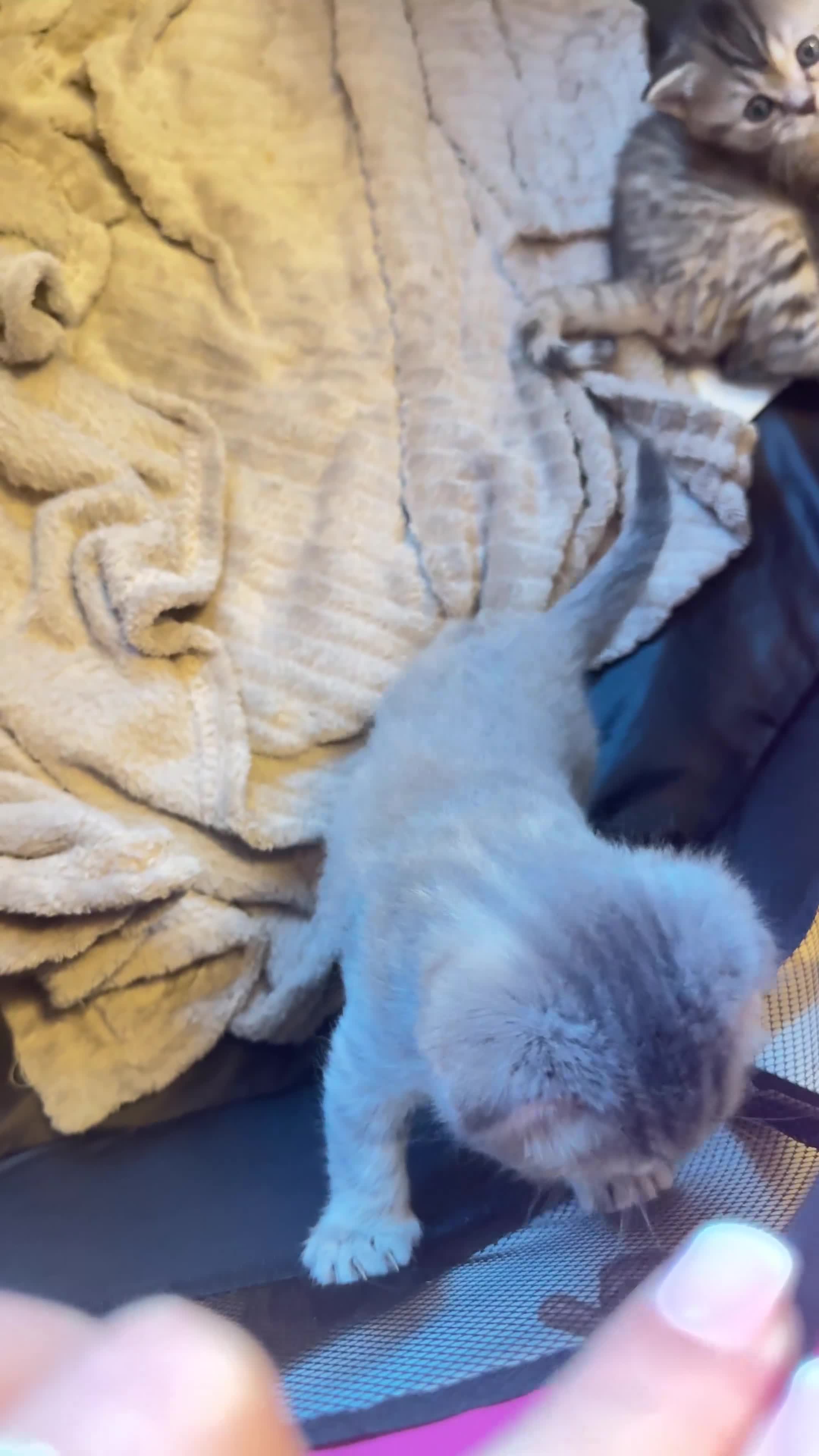 Scottish Fold cats for sale: Scottish fold / Straight kittens  in Nottingham - Video 4
