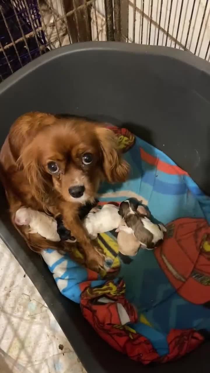 Cavapoo dogs for sale: Beautiful toy cavapoo puppys - Video 1