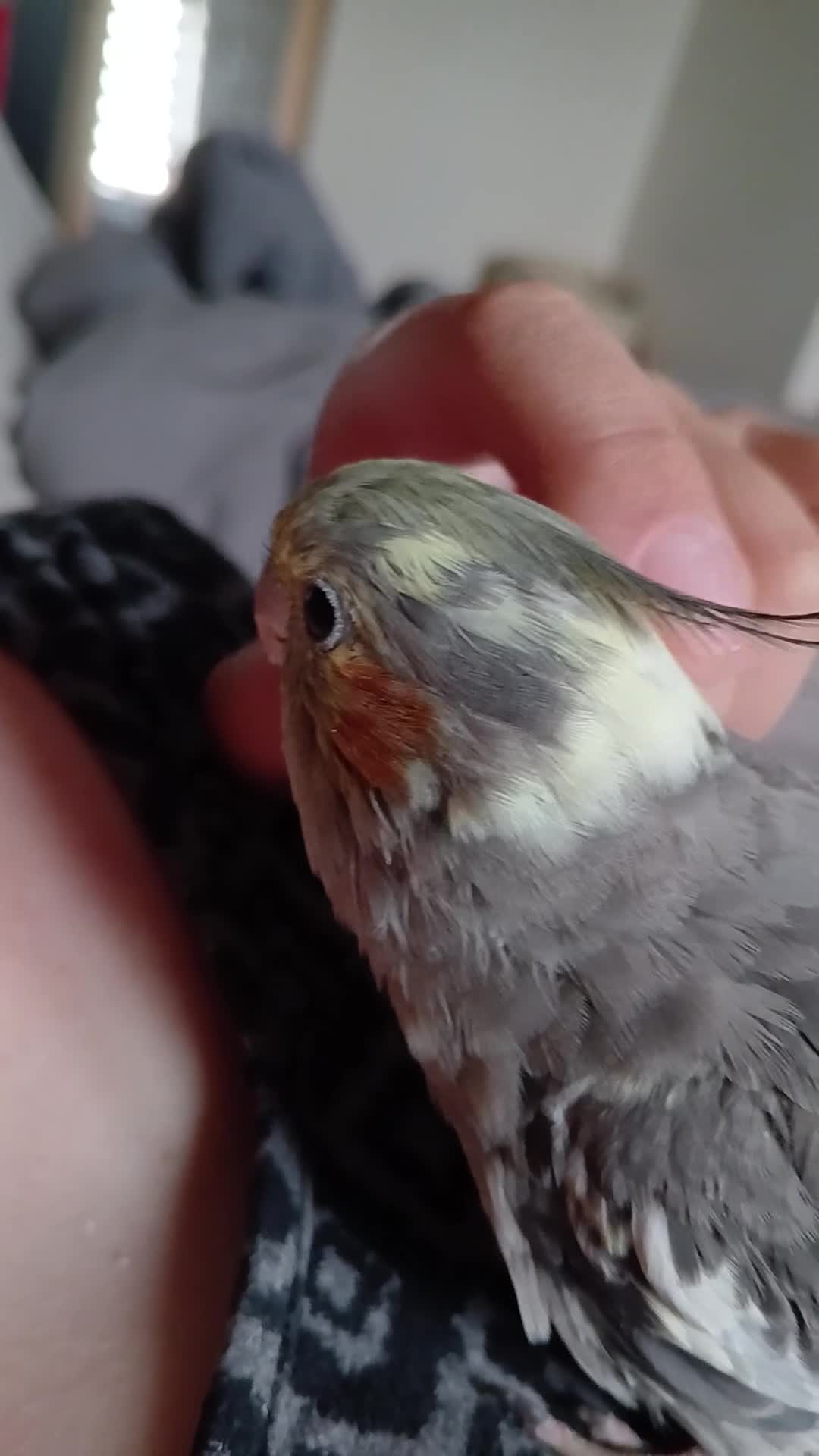 Cockatiels birds for sale: Hand tame pied cockatiel  - Video 2