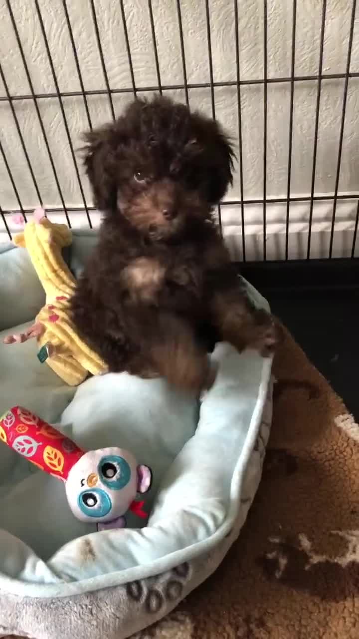 Toy Poodle dogs for sale: Adorable Toy Poodle Girl - Video 2