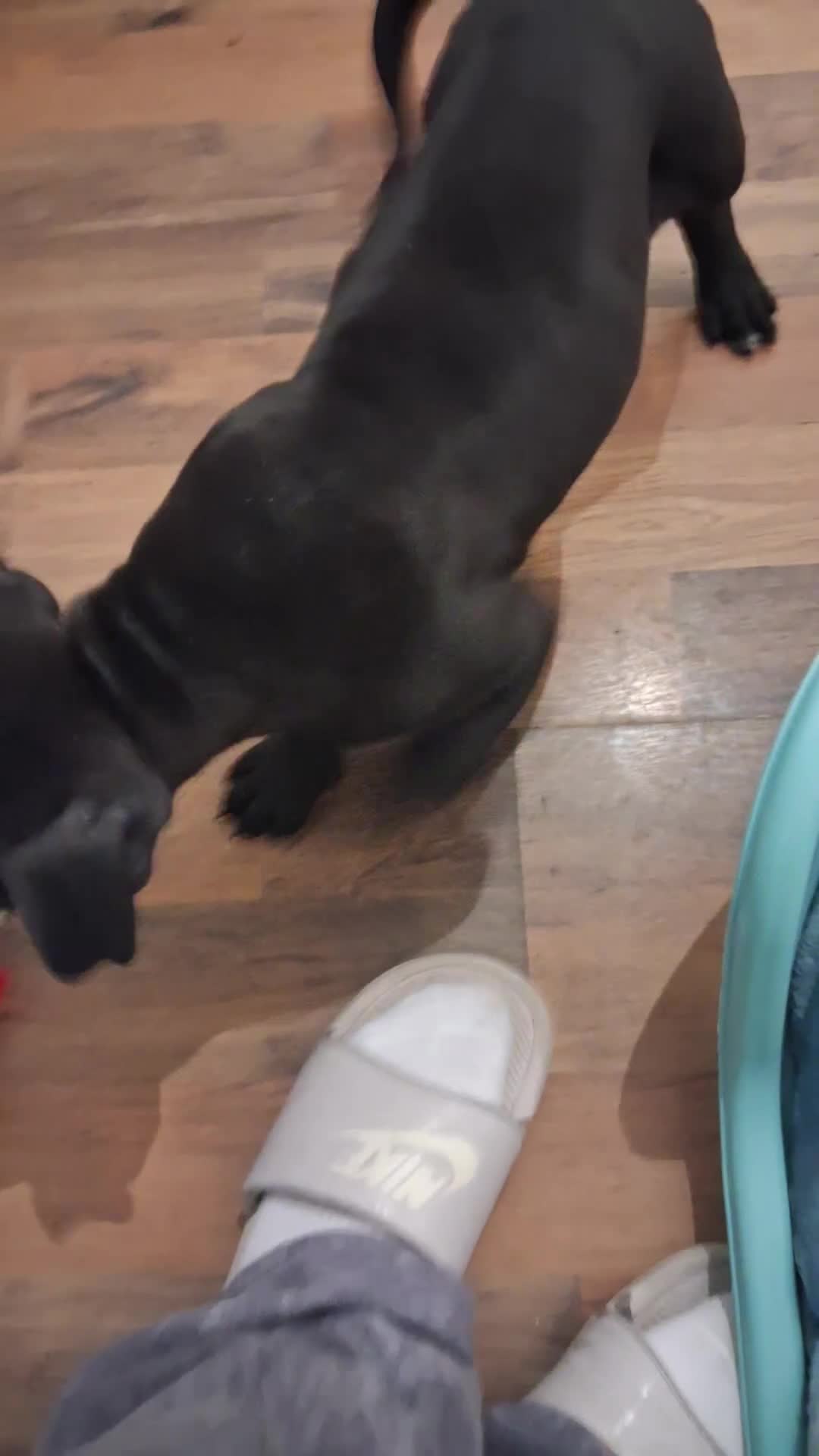 Mixed Breed dogs for sale: Alapaha Blue Blood Bulldog X Cane Corso Puppies  - Video 2