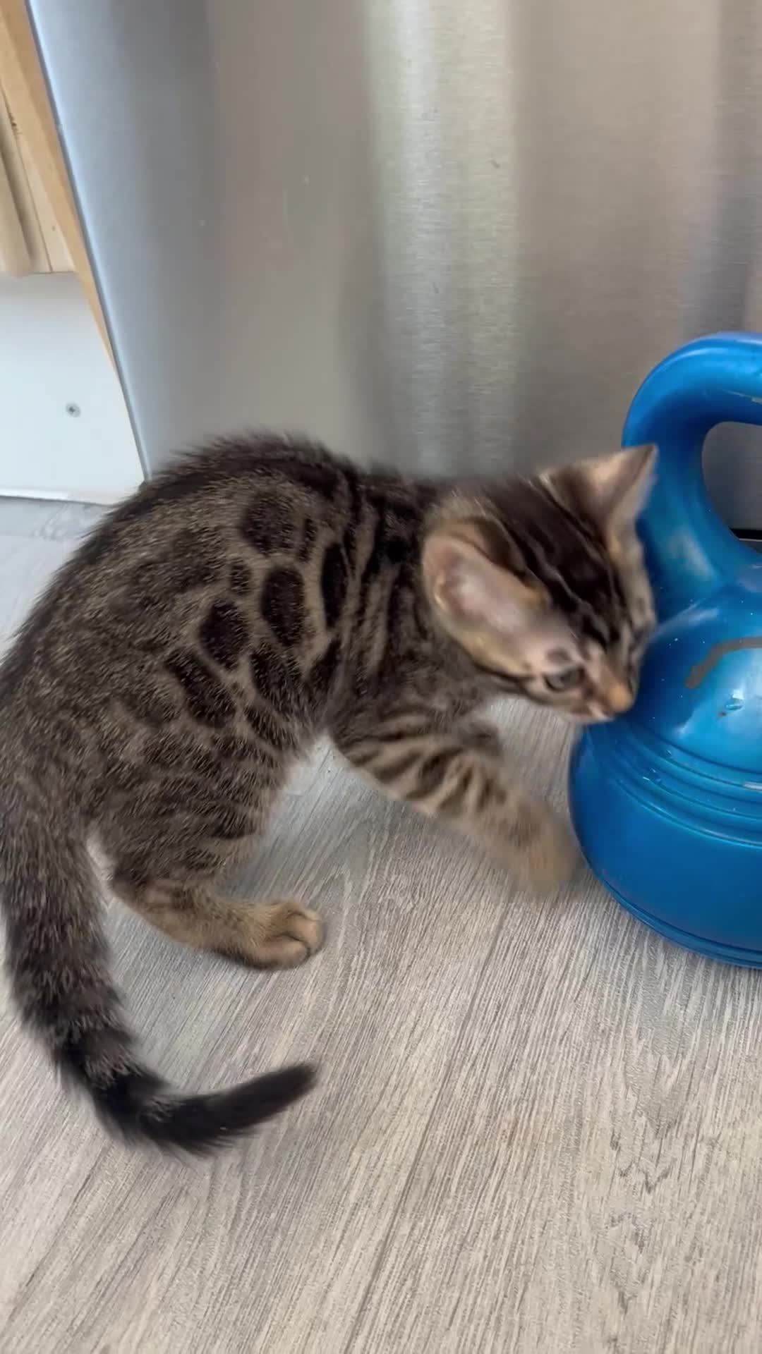 Bengal cats for sale: Bengal Cat for Sale – Playful and Independent - Video 1