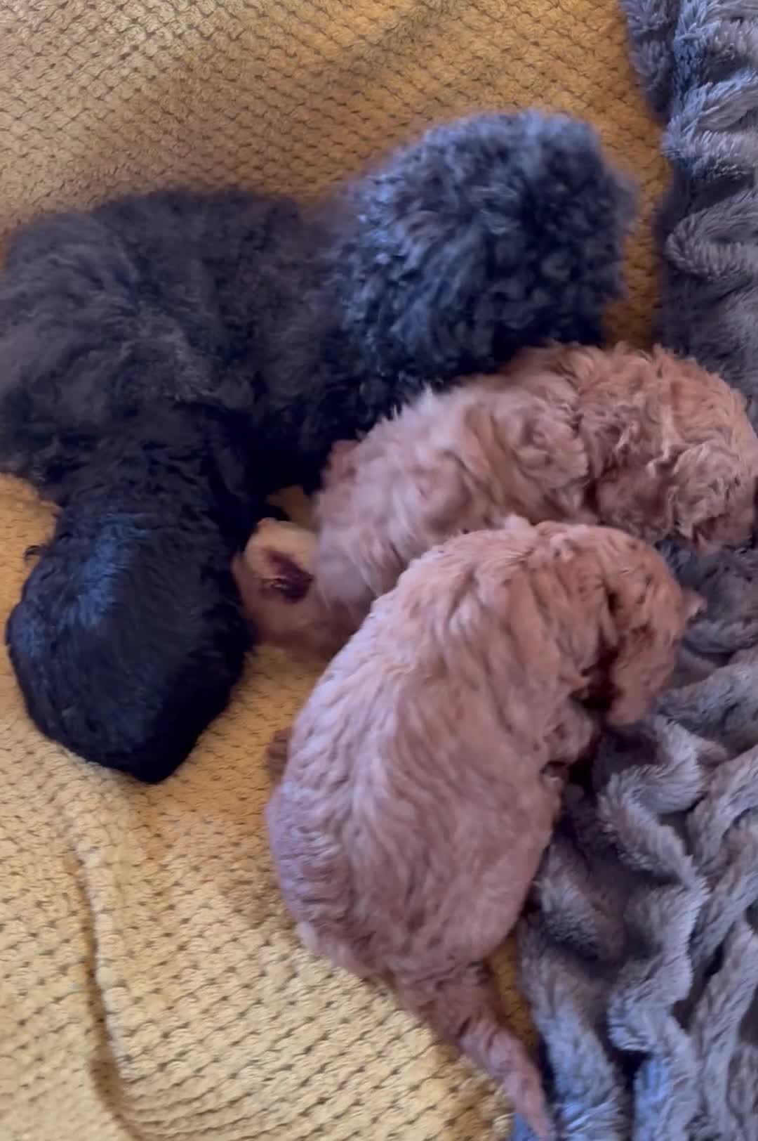 Maltipoo dogs for sale: Maltipoo pups  - Video 1