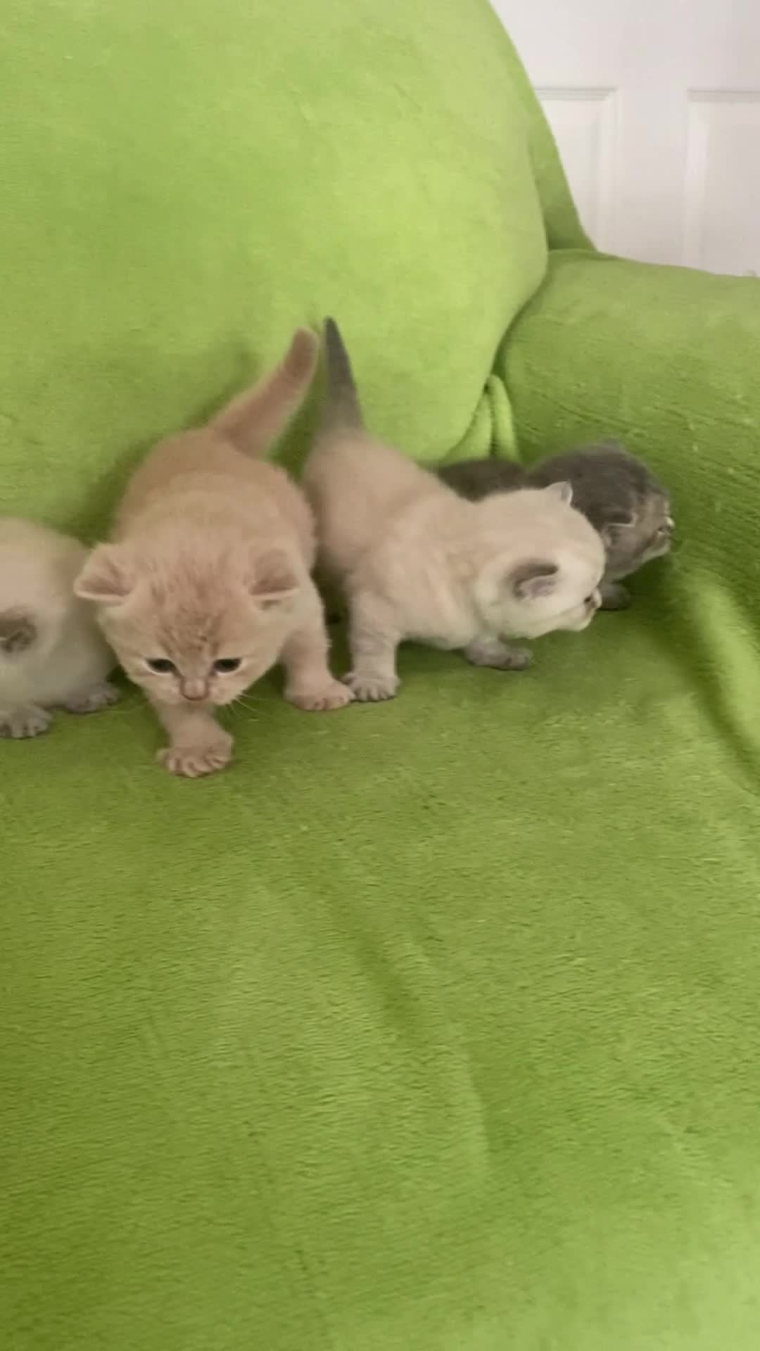 British Shorthair cats for sale: Gorgeous British shorthair kittens - Video 1
