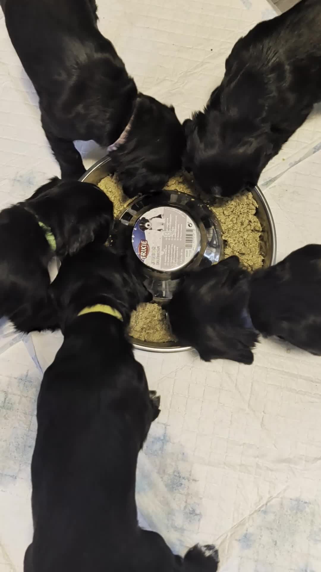 Sprocker dogs for sale: Chunky Sprocker Spaniel puppies - Video 1