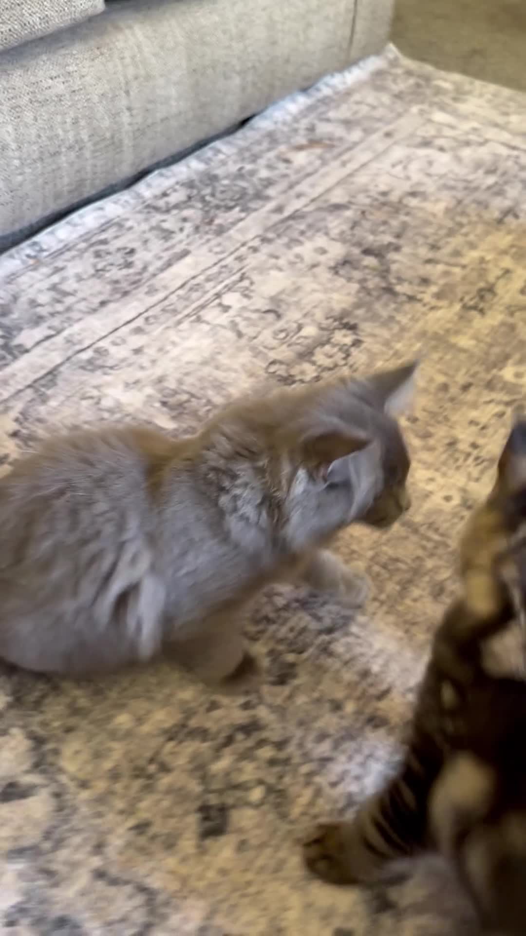 Maine Coon cats for sale: Purebred Maine Coon Kittens.Blue,Black Smoke,Tabby - Video 3