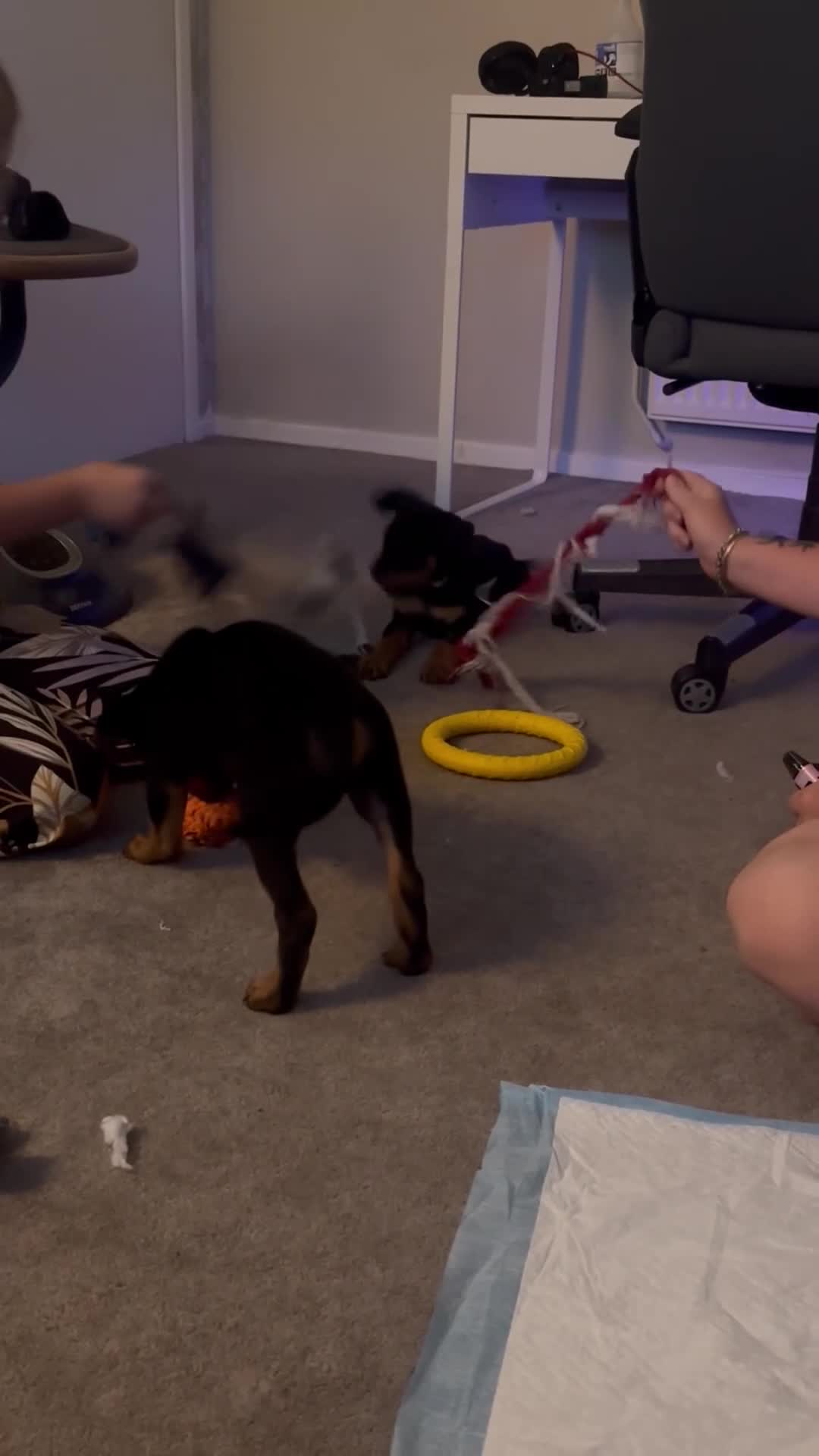 Rottweiler dogs for sale: READY TO GO! Rottweiler puppies  - Video 2