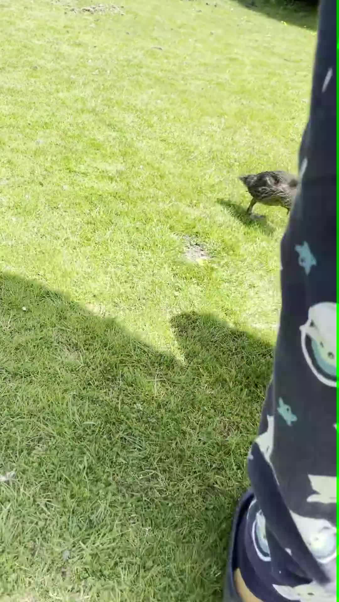 Mixed Breed dogs for sale: The Pug Who Raised a Duck Is Now Expecting Her Own - Video 2