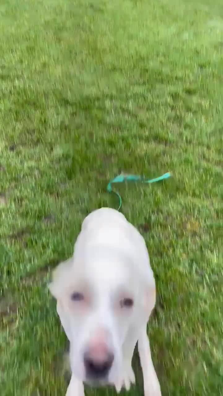 Mixed Breed dogs for adoption: Miss Archer is looking for her forever home  - Video 1