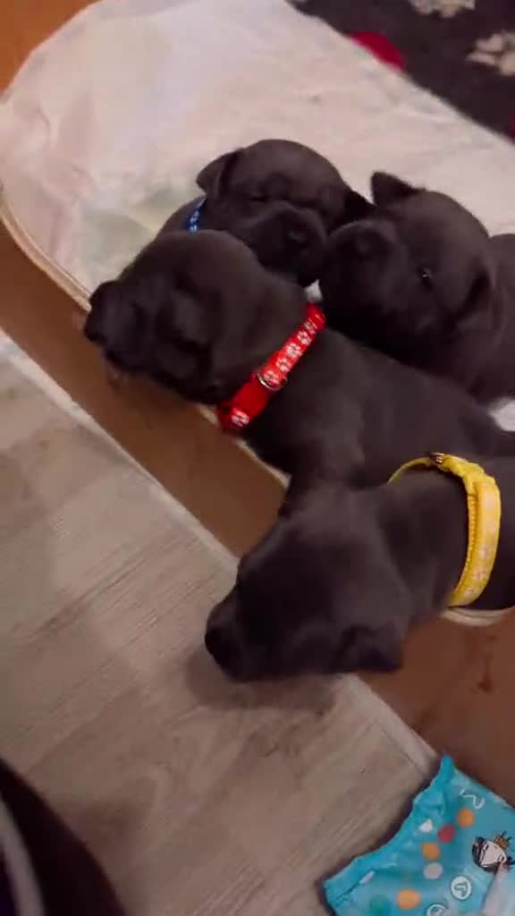 Staffordshire Bull Terrier dogs for sale: Beautiful KC reg Staffordshire bull terriers - Video 2