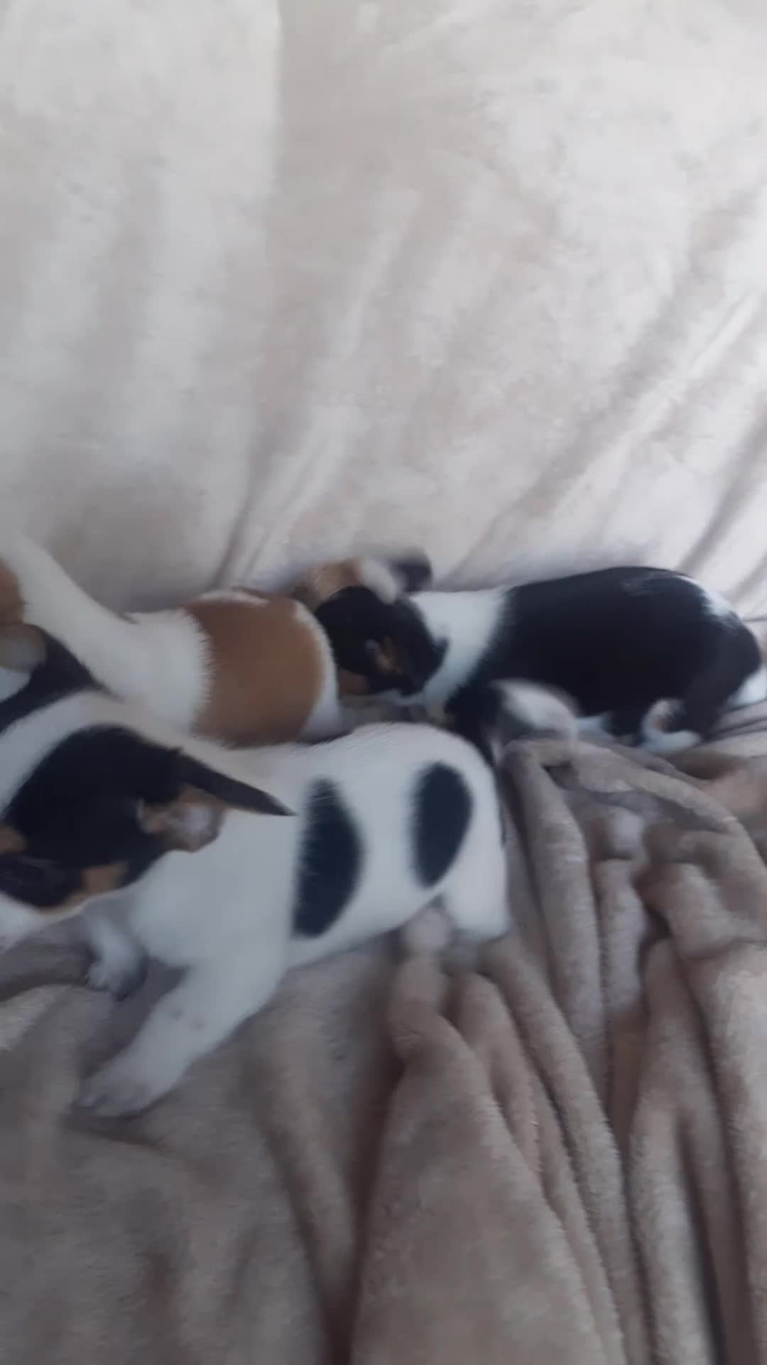 Jack Russell dogs for sale: Jack Russell  - Video 1