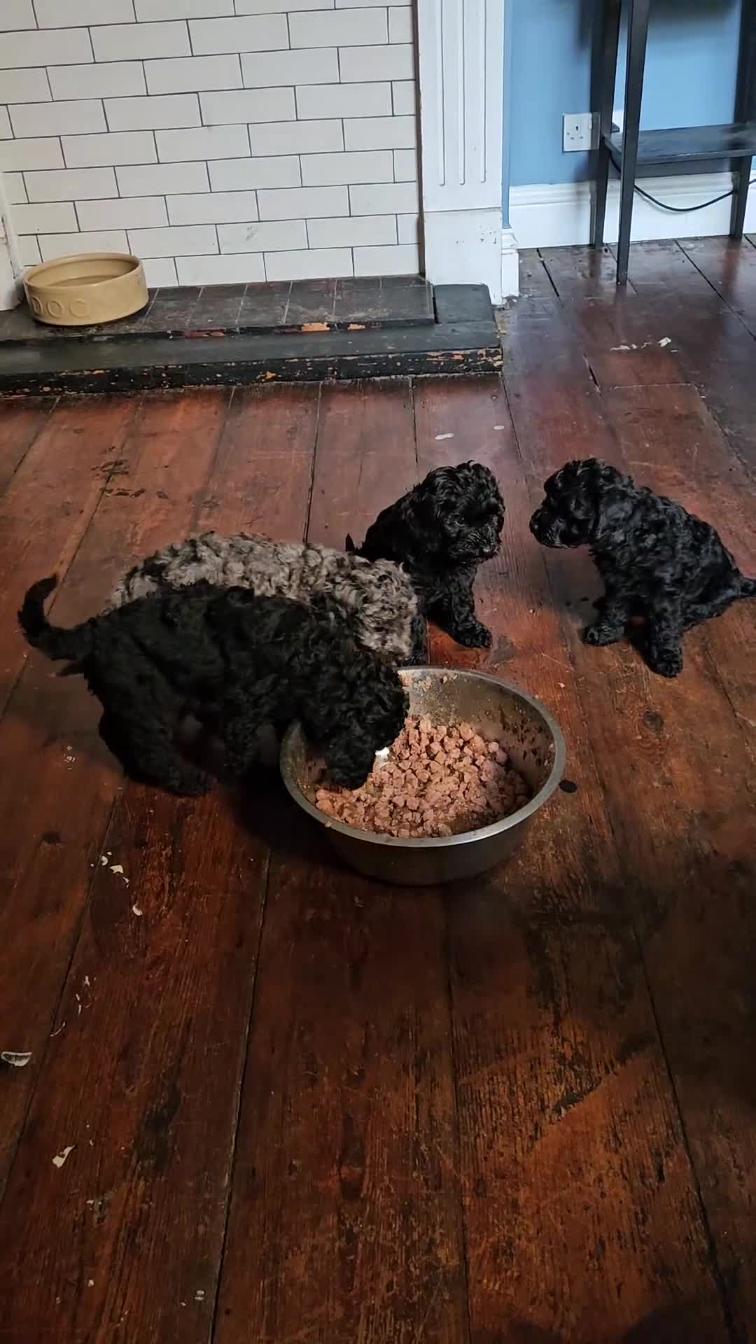 Cavapoo dogs for sale: READYnow. Cavapoos puppies - Video 4