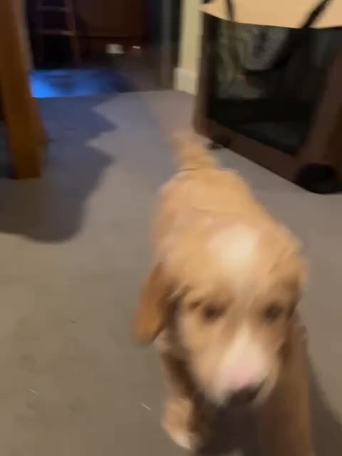 Mixed Breed dogs for sale: Goldendoodle puppies ready to go - Video 2