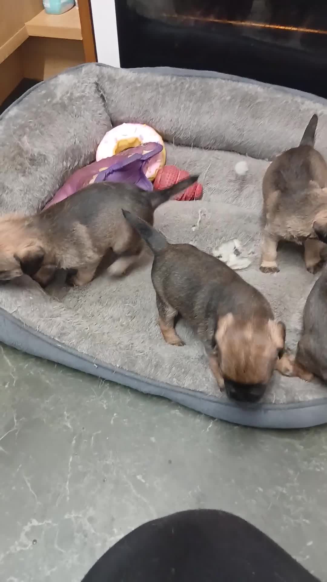 Border Terrier dogs for sale: Border terries puppies - Video 1
