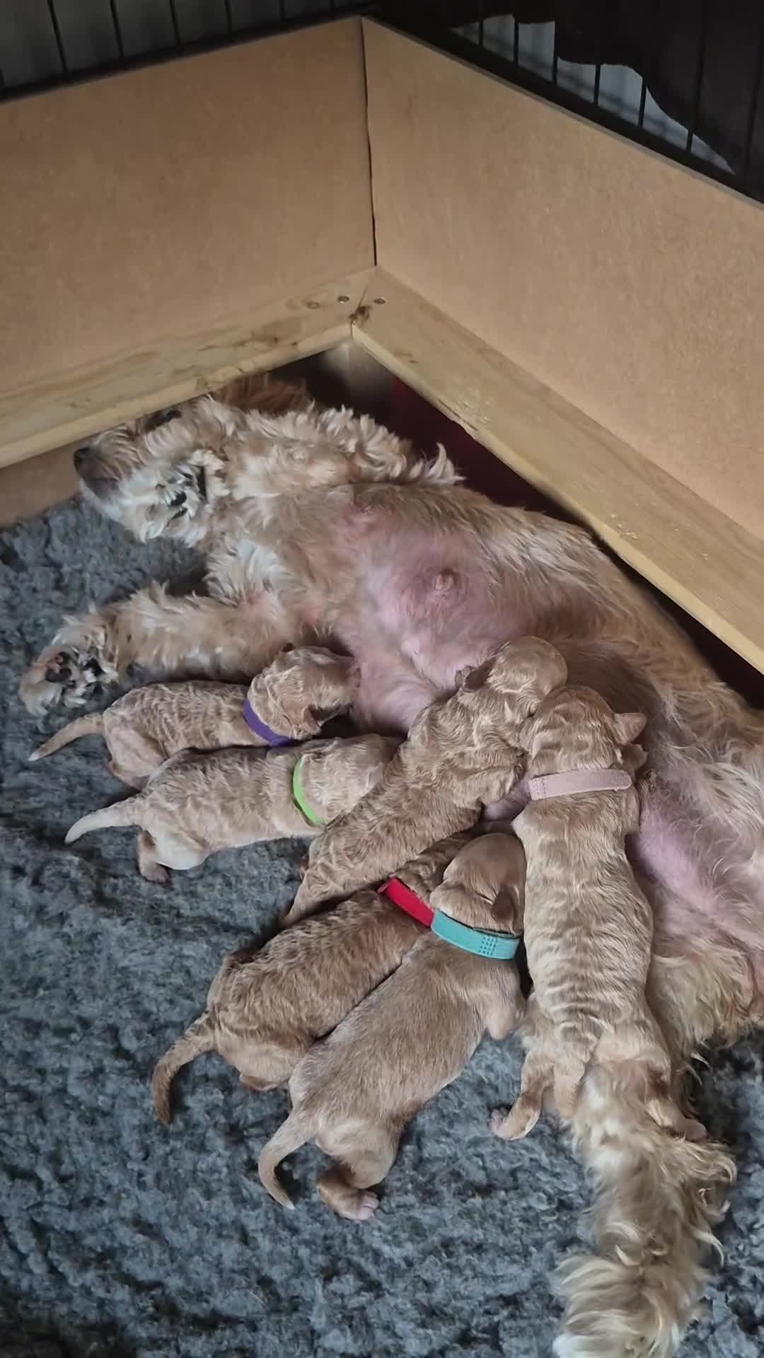 Mixed Breed dogs for sale: *** STUNNING WESTIEPOO PUPS*** - Video 1