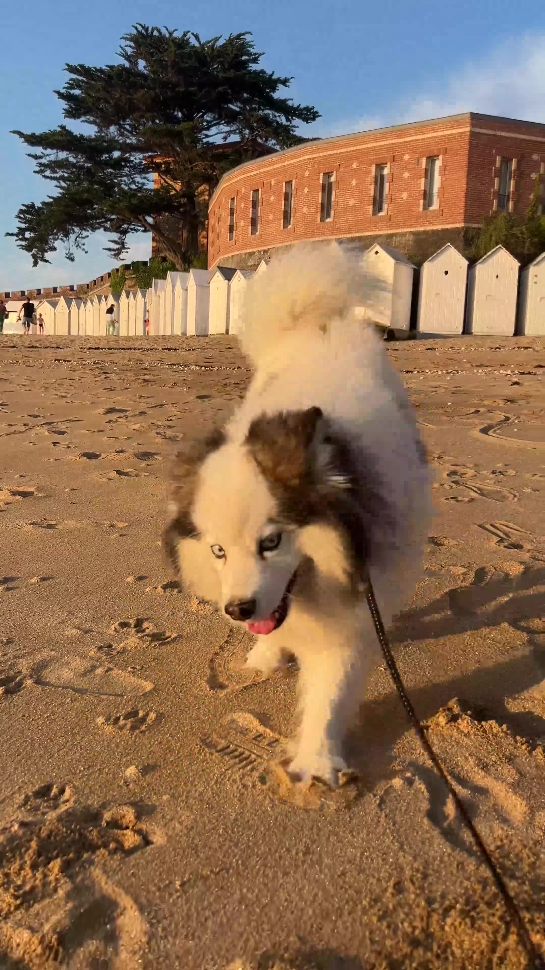 Mixed Breed dogs for stud: Handsome & Proven F3 Pomsky for Stud - Moon  - Video 1
