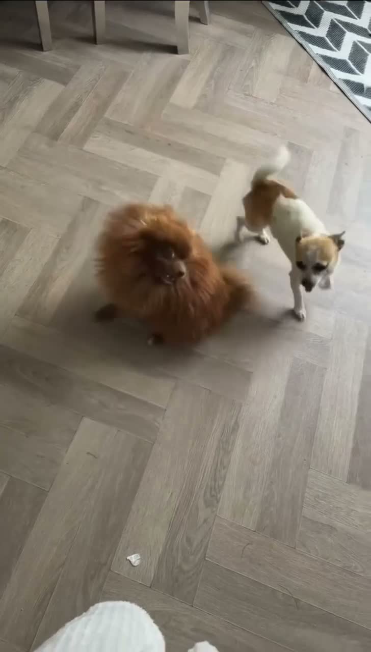 Pomeranian dogs for stud: Exceptional chocolate teddy coat Pomeranian stud - Video 3