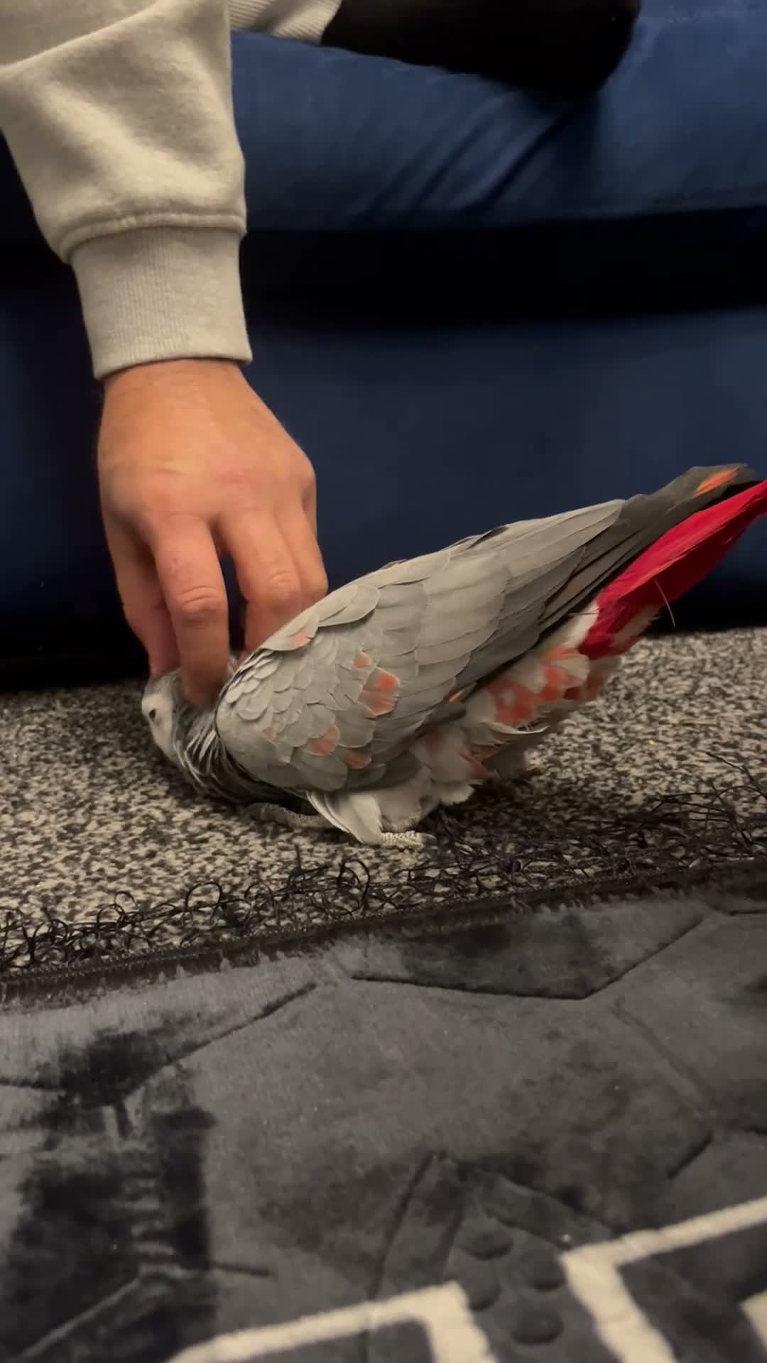 Parrots birds for sale: Tame Red factor African grey  - Video 3