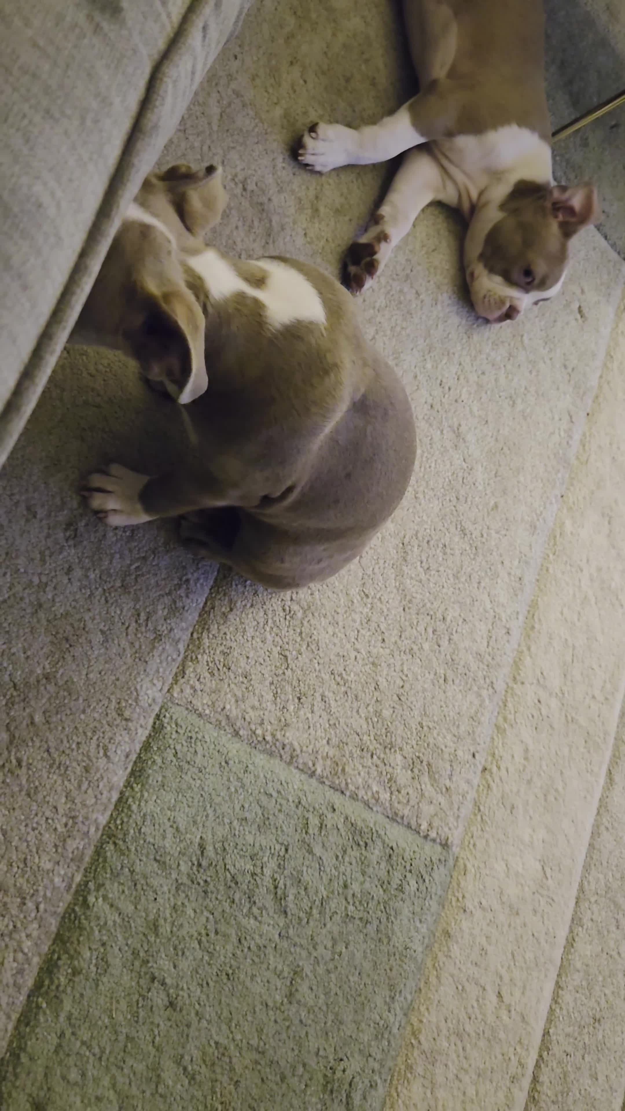 Boston Terrier dogs for sale: 8th Generation KC Reg Boston Terrier Puppies  - Video 1