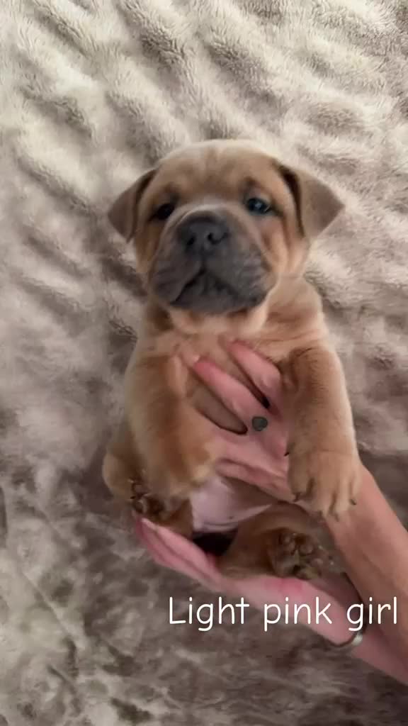 Mixed Breed dogs for sale: Bulldog cross Chow Chow in Romford - Video 1