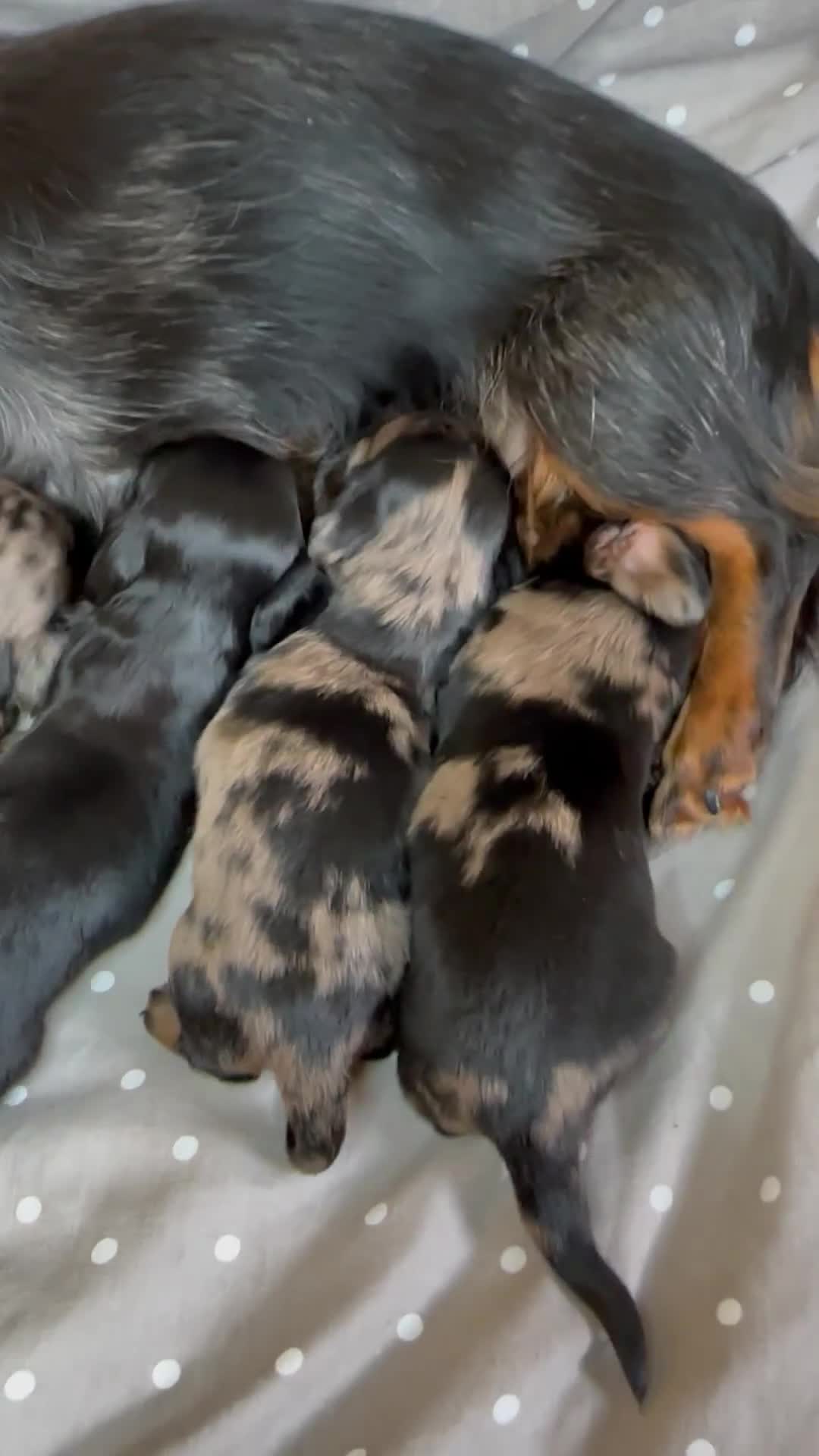 Miniature Dachshund dogs for sale: Long Haired Miniature Dachshund puppies - Video 1