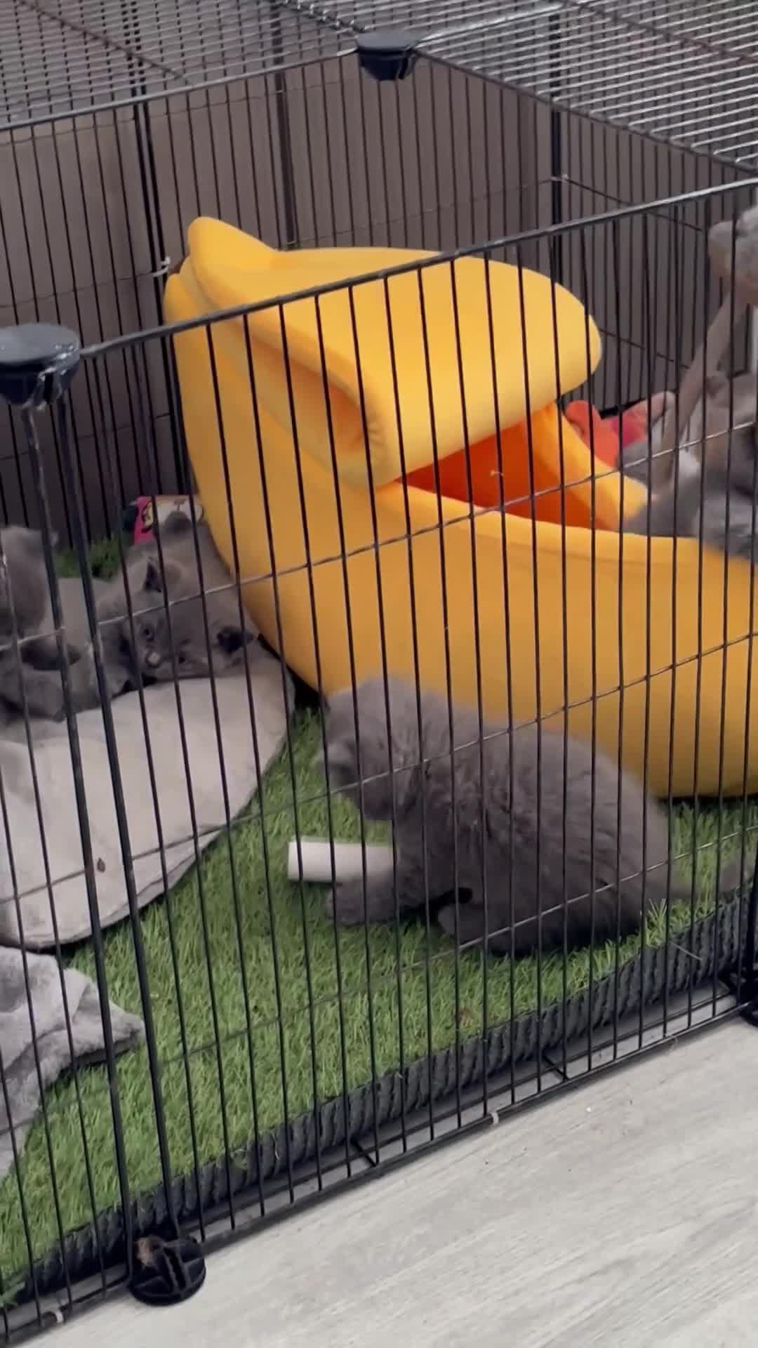 British Shorthair cats for sale: 6 beautiful playful BSH blue kittens - Video 1