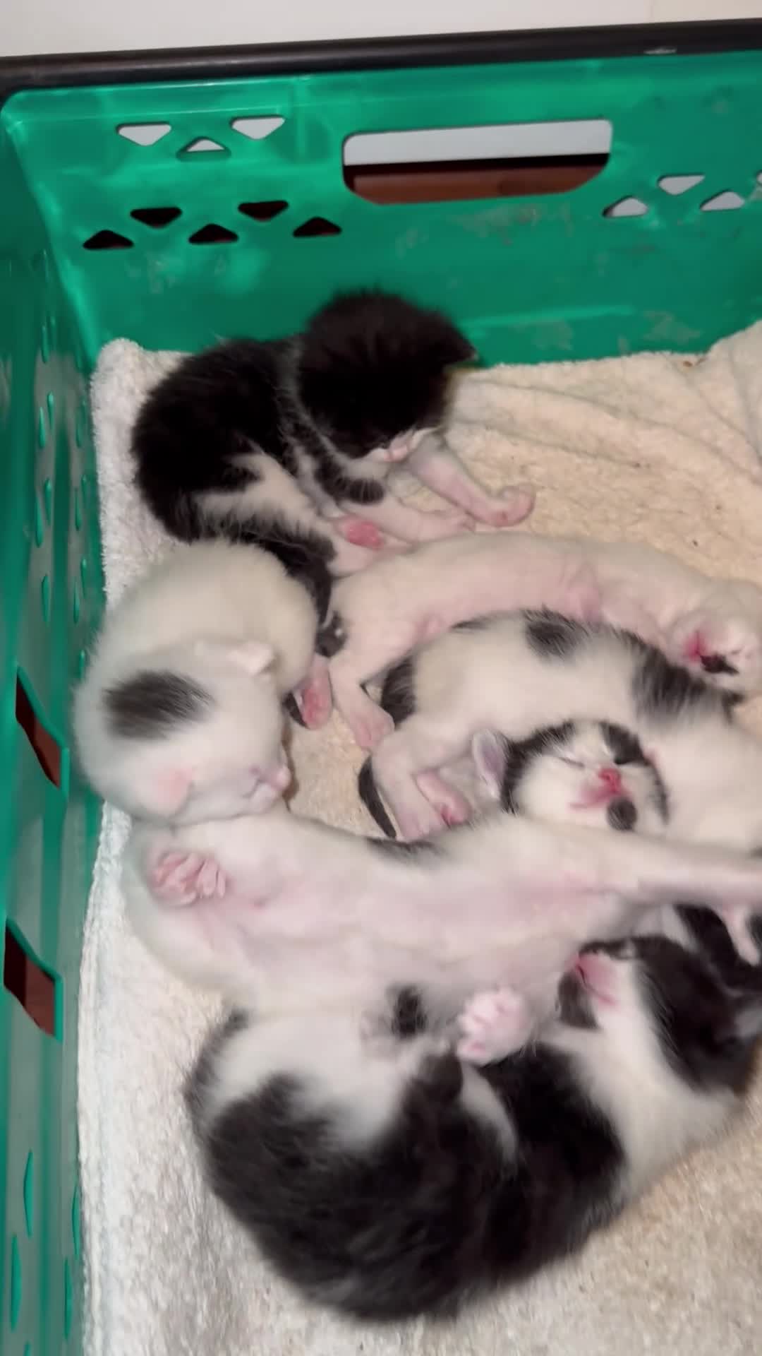 Mixed Breed cats for sale: kittens for reservation  - Video 1