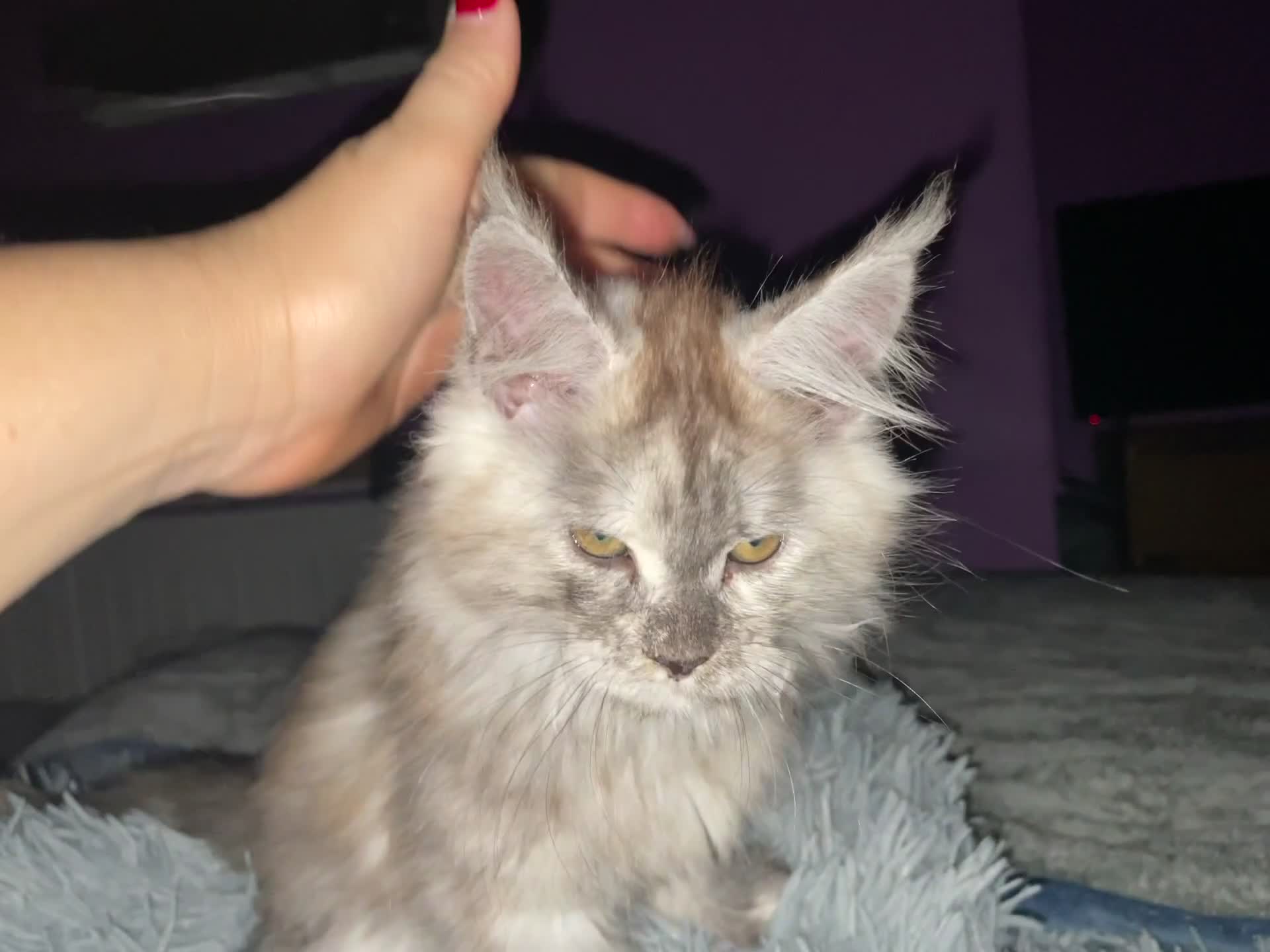 Maine Coon cats for sale: TICA registered Maine coon kittens  - Video 5