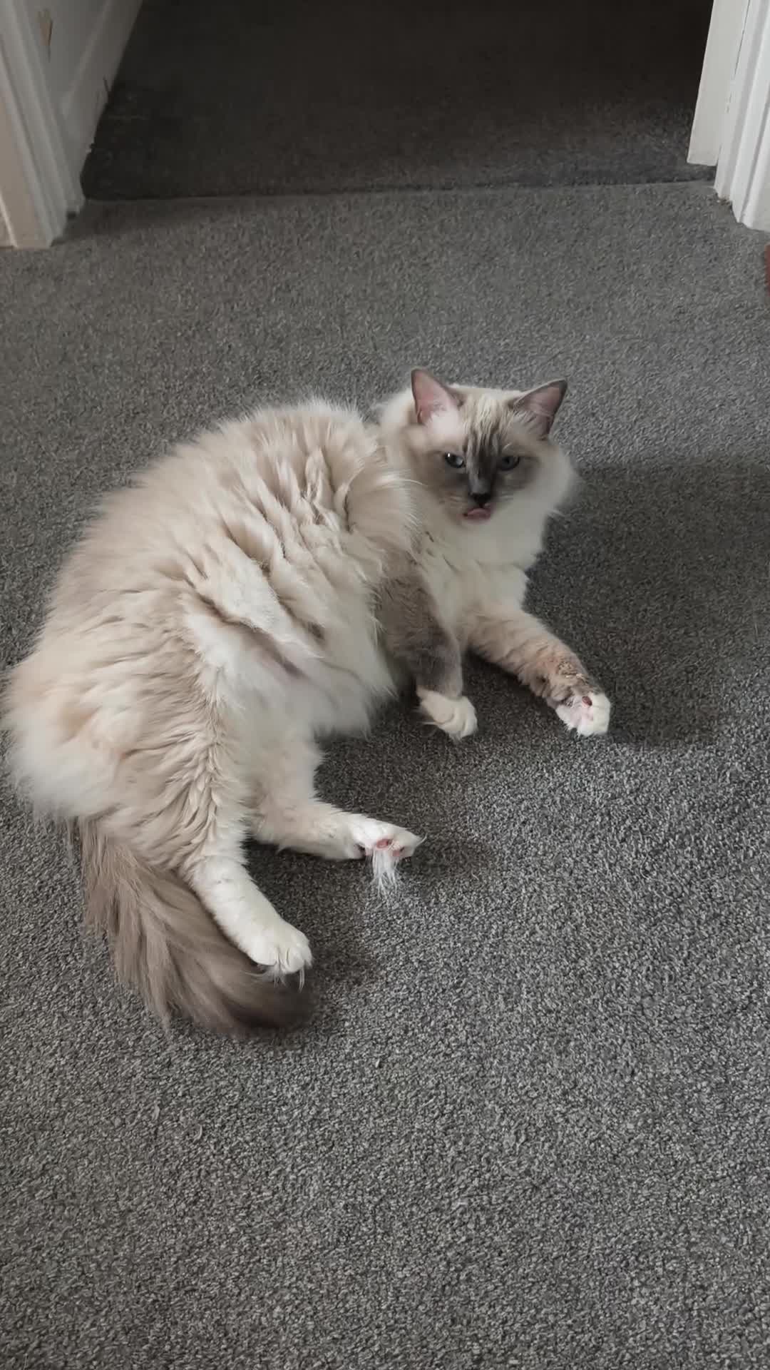 Ragdoll cats for sale: ASAP Active Ragdoll Queen TICA Rehoming💔 - Video 1