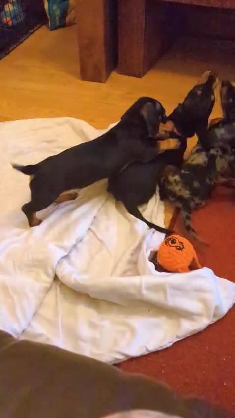 Miniature Dachshund dogs for sale: Ready Now KC Reg Miniature Dachshunds £1000 - Video 1