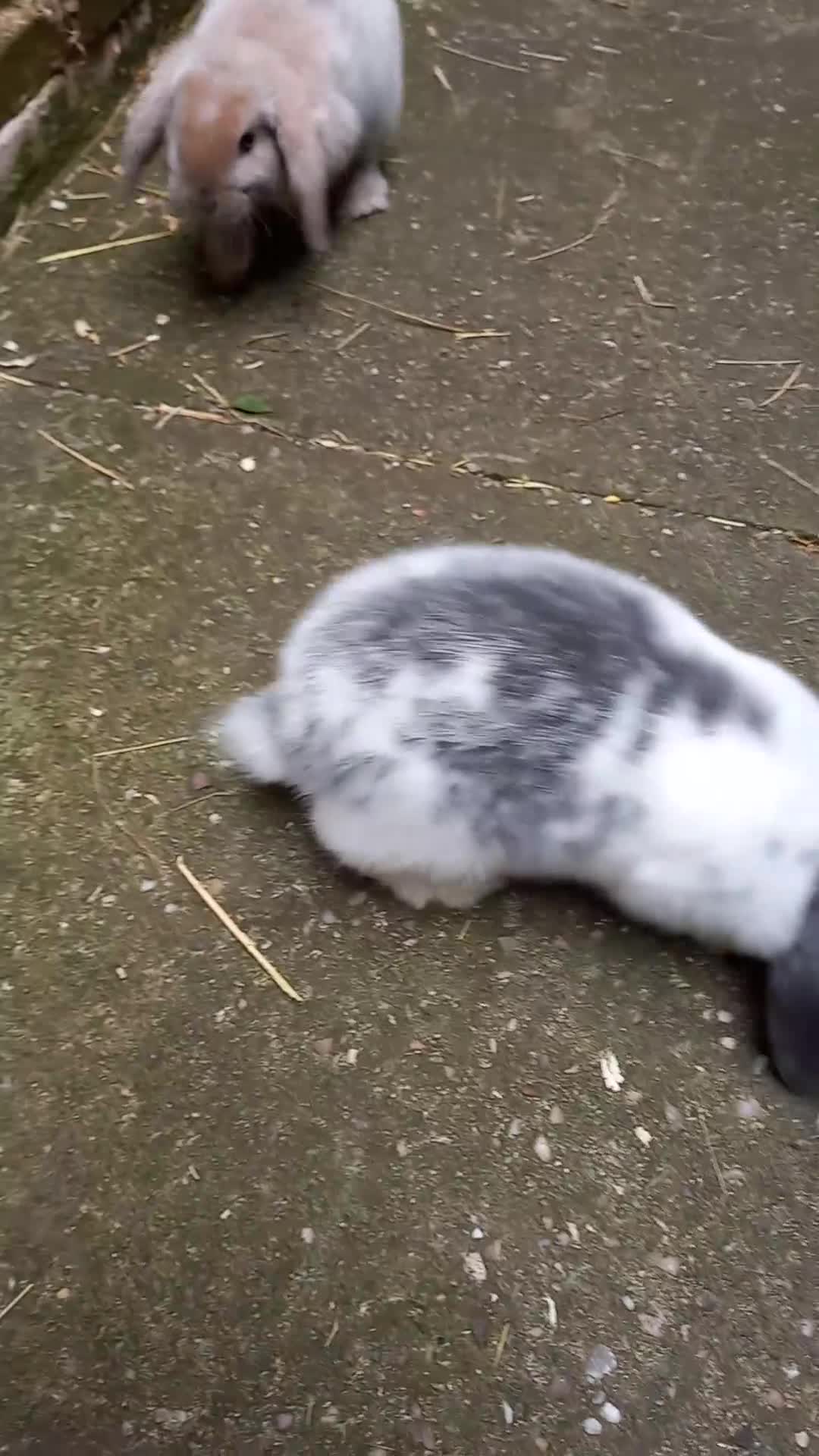Mini Lop rabbits for sale: Mini lop/plush lop babies - Video 1