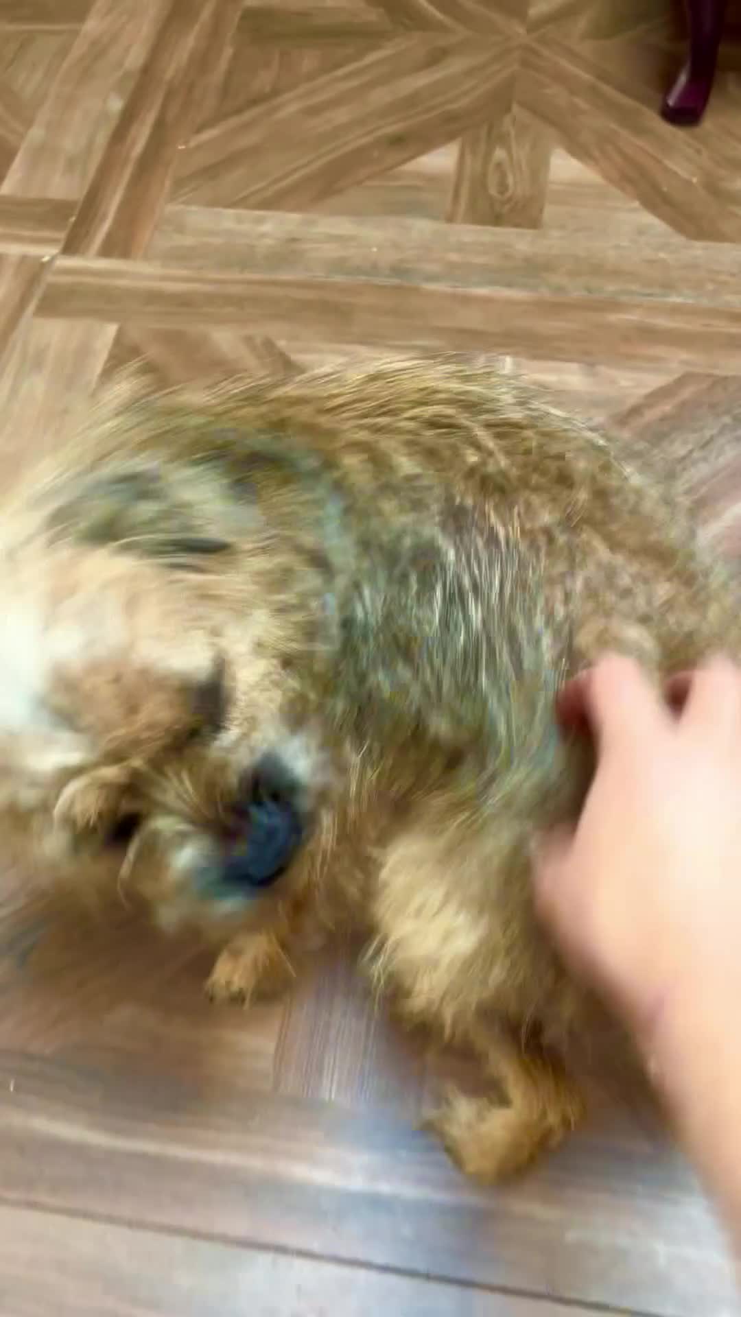 Border Terrier dogs for sale: Rehoming. Shy KC Border Terrier girl Betsy. 🥰 - Video 3