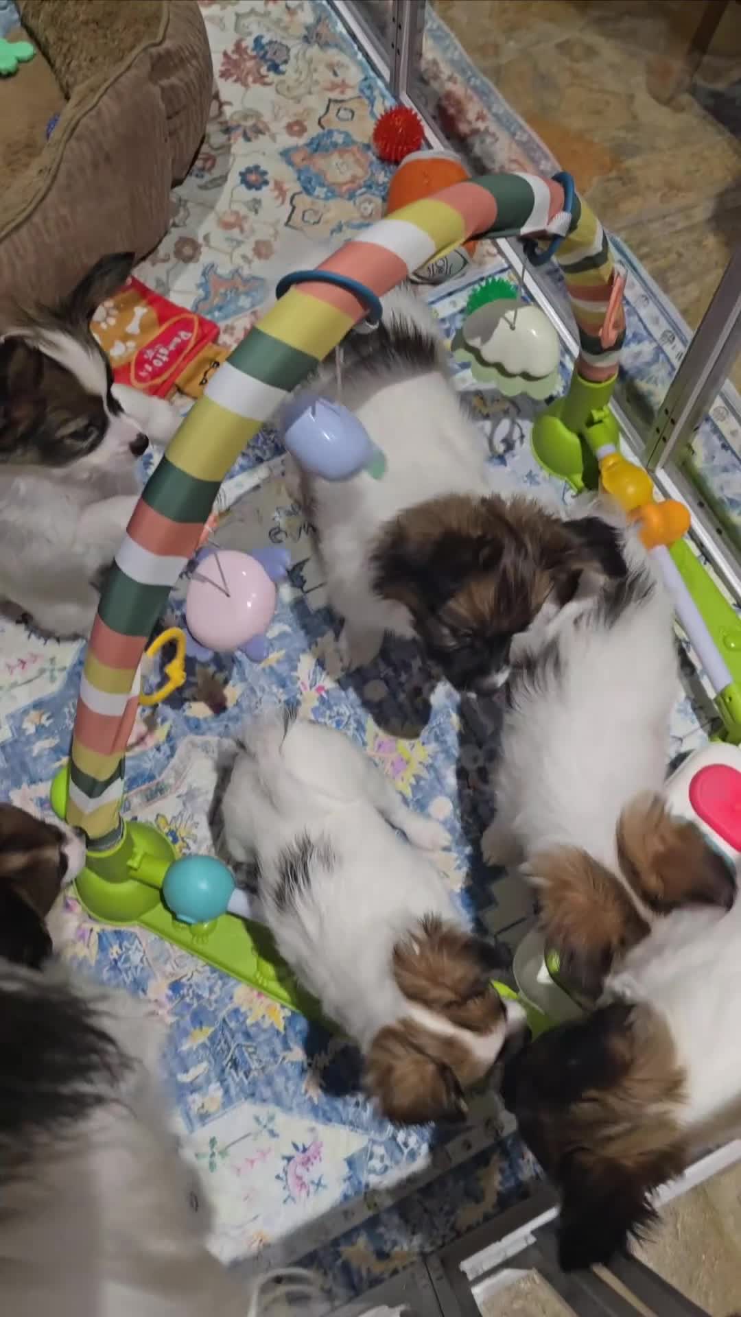 Papillon dogs for sale: ROYAL KENNEL CLUB registered,  DNA tested perents  - Video 5