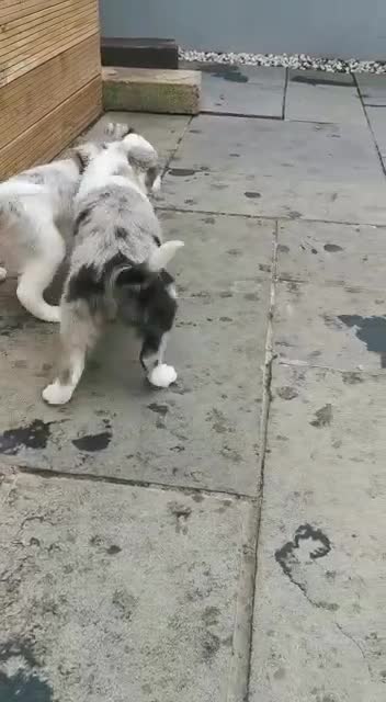 Border Collie dogs for stud: *STUD* in Consett - Video 1