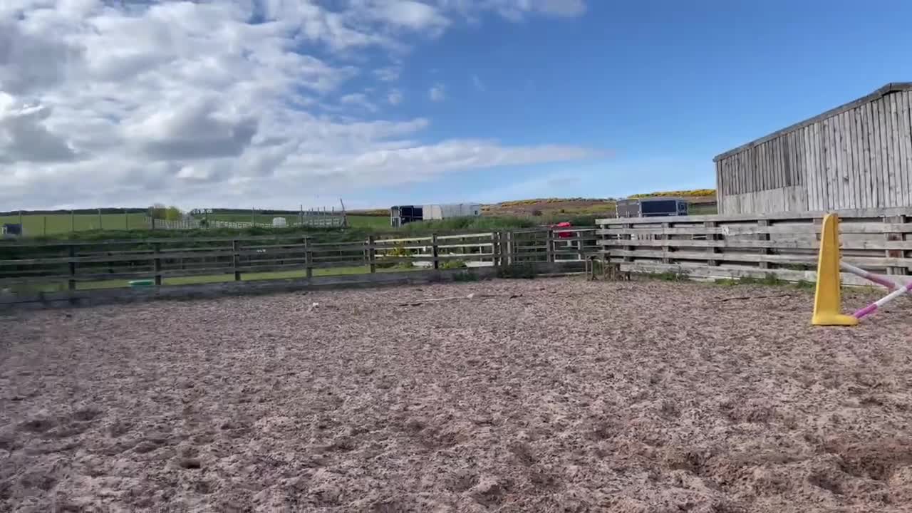 Other Breed horses for sale: 16.2 gelding  in Whitby - Video 2