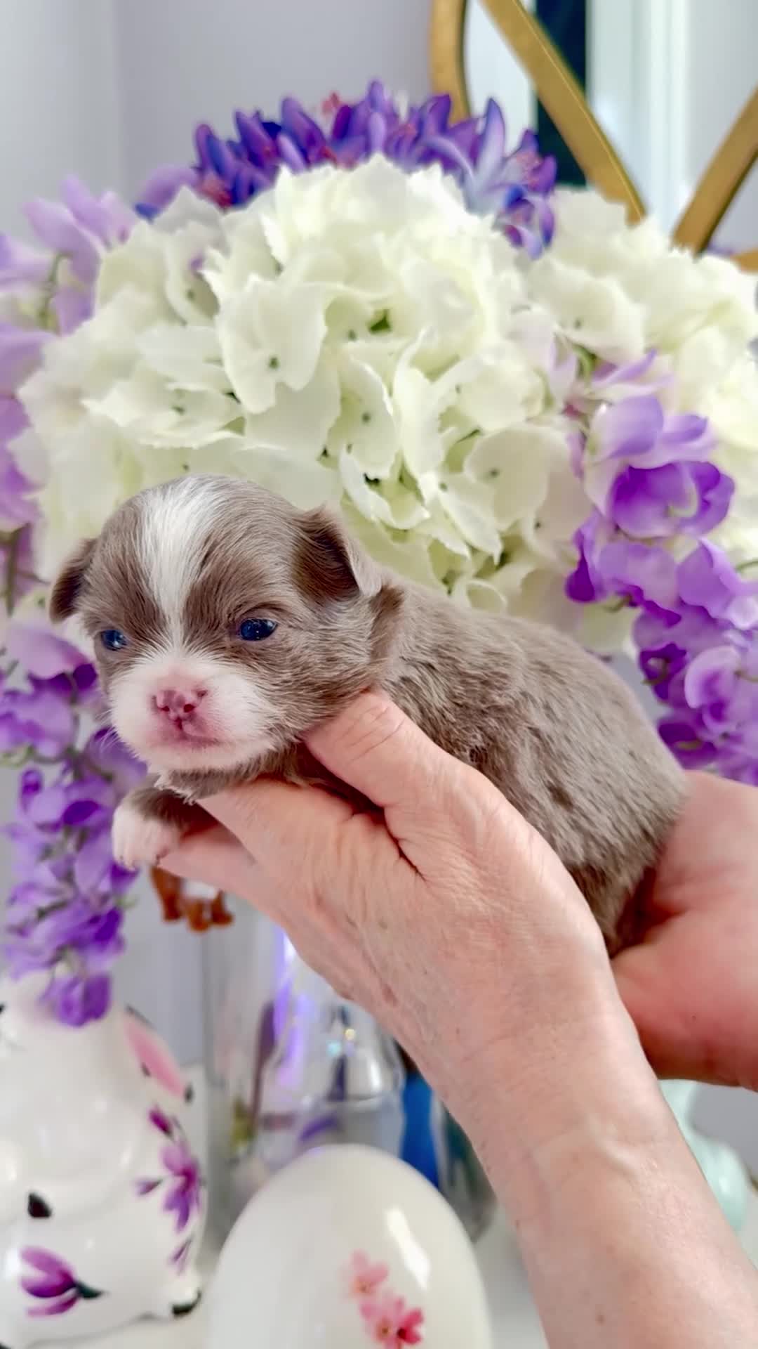 Chihuahua dogs for sale: 💜 Excotic long coated chihuahuas 💜 - Video 3