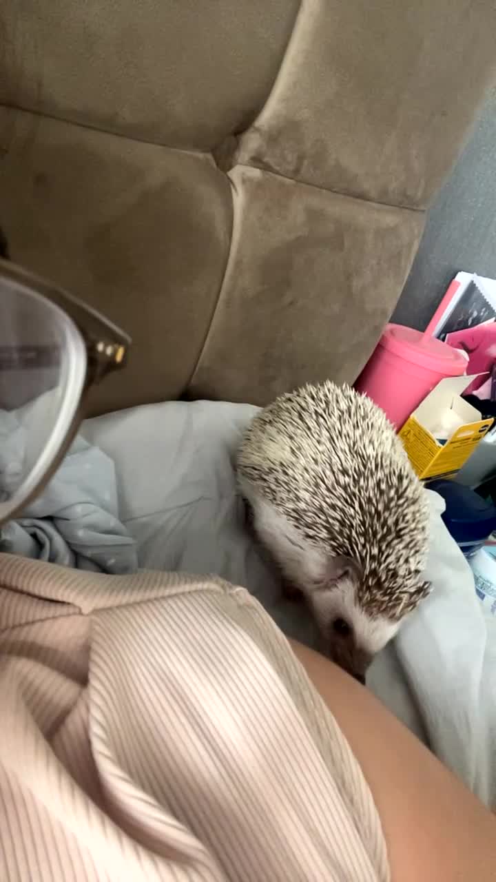 Pygmy Hedgehog rodents for sale: Hettie the Hedgehog - Video 2