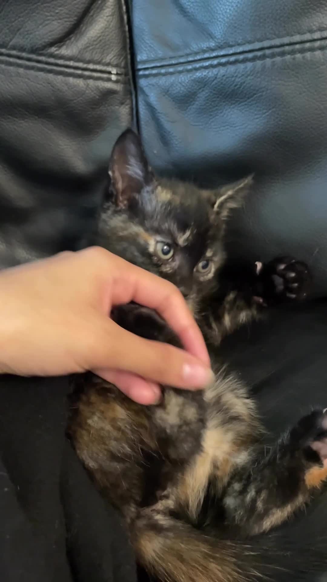 Mixed Breed cats for sale: 6 sweet kittens looking for a loving home! - Video 1
