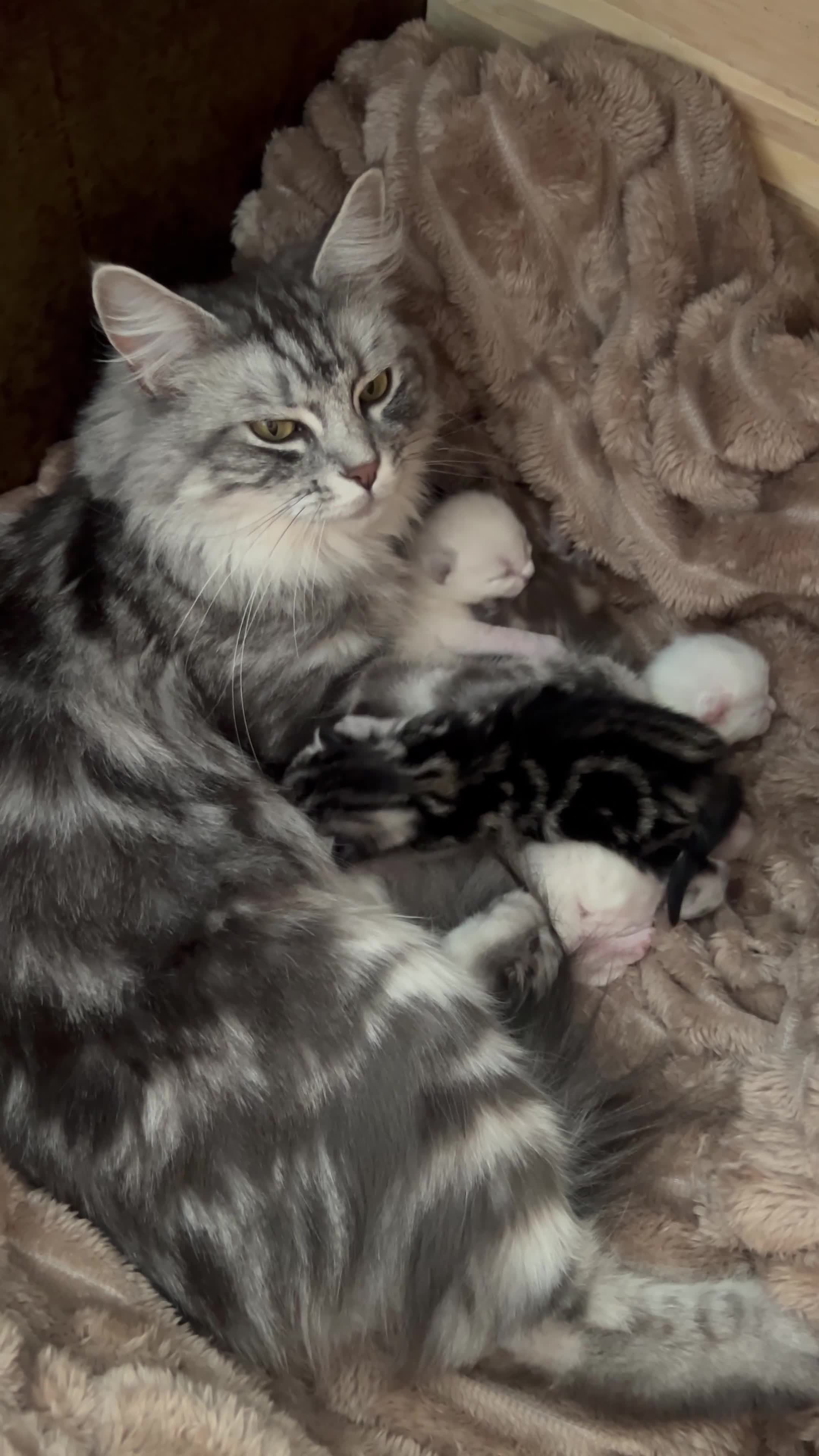 British Shorthair cats for sale: BRITISH SHORTHAIR X KITTENS  - Video 2