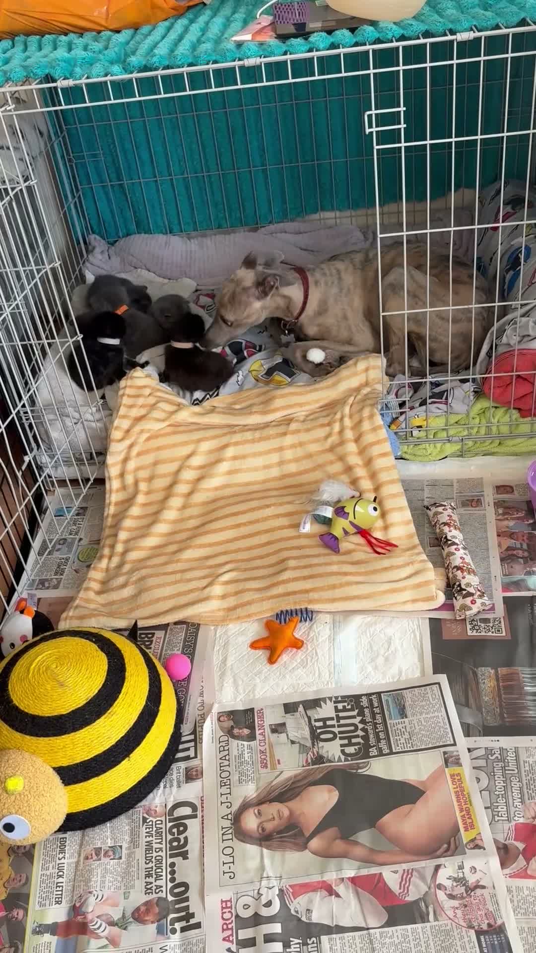 Mixed Breed cats for sale: For sale 3 boys 3 girls - Video 3