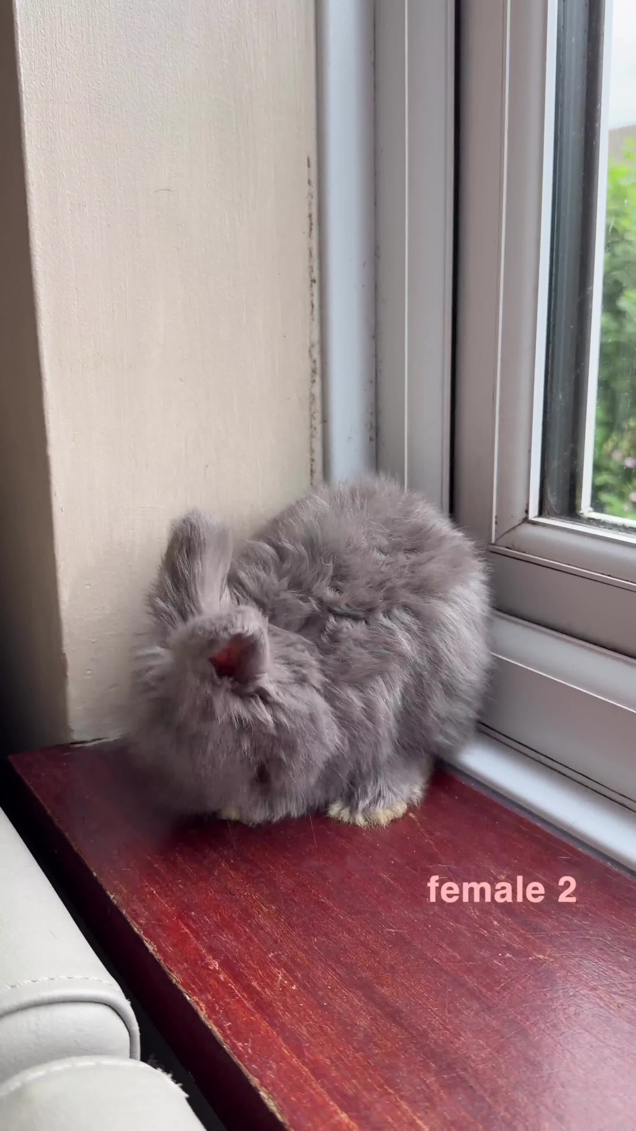 Angora rabbits for sale: pedigree english angora  - Video 1