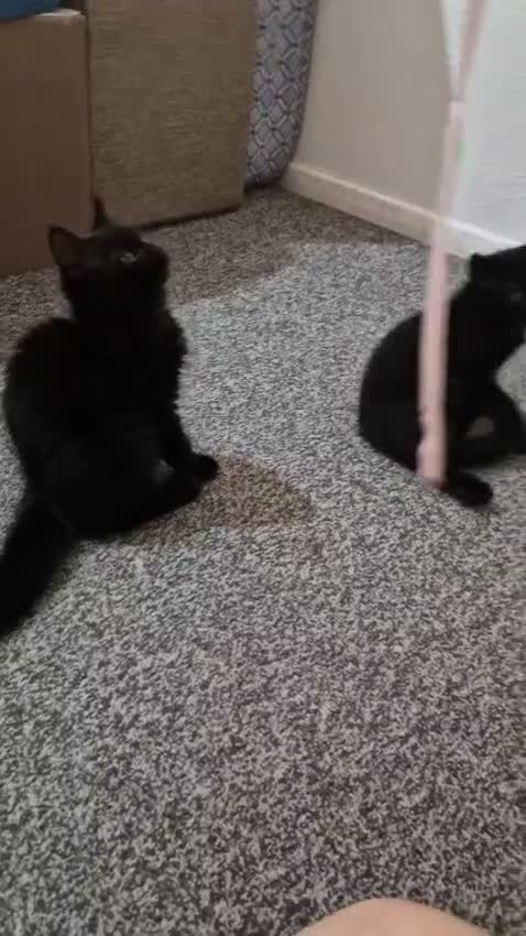Mixed Breed cats for sale: Adorable Kittens Looking for Loving Homes in Slough - Video 2